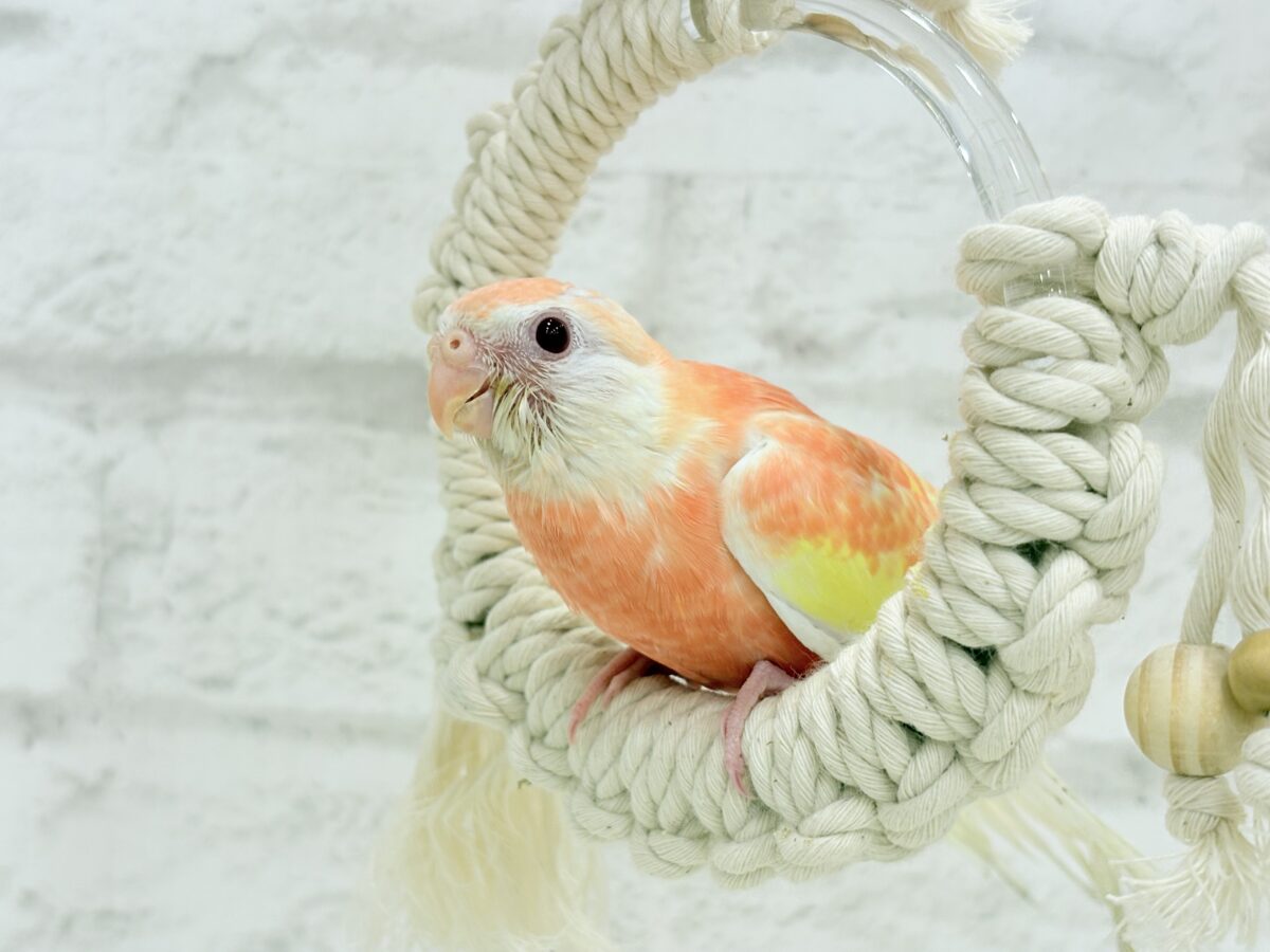 アキクサインコ（秋草インコ）