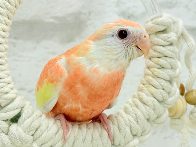 インコや文鳥、オウムや家禽｜千葉・栃木・神奈川・埼玉で販売中