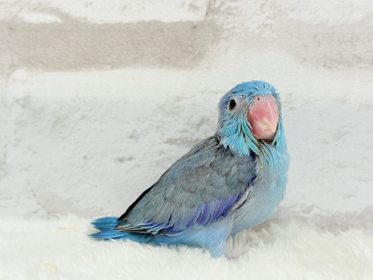 ちびっ子怪獣現るっっ🦕🍼マメルリハ(ブルー) 男の子 ヒナ マメルリハ