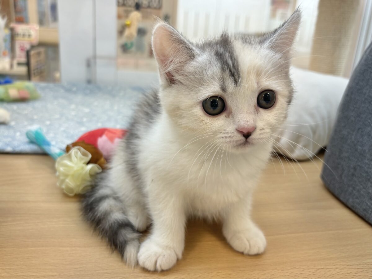 ミックス猫