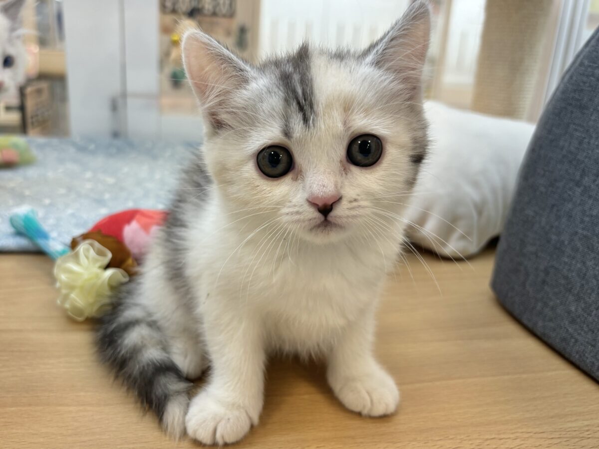 ミックス猫