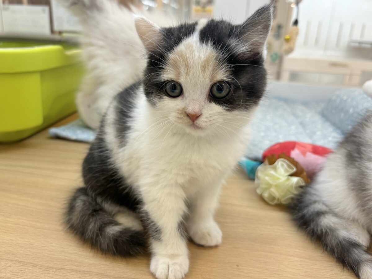 ミックス猫