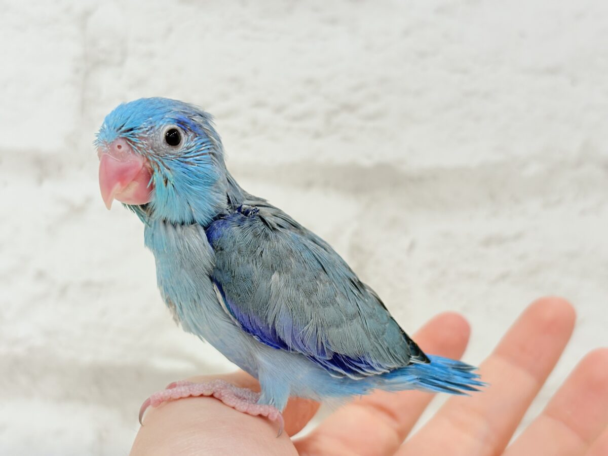 ちびっ子怪獣現るっっ🦕🍼マメルリハ(ブルー) 男の子 ヒナ マメルリハ