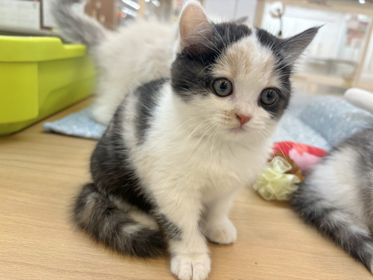 ミックス猫
