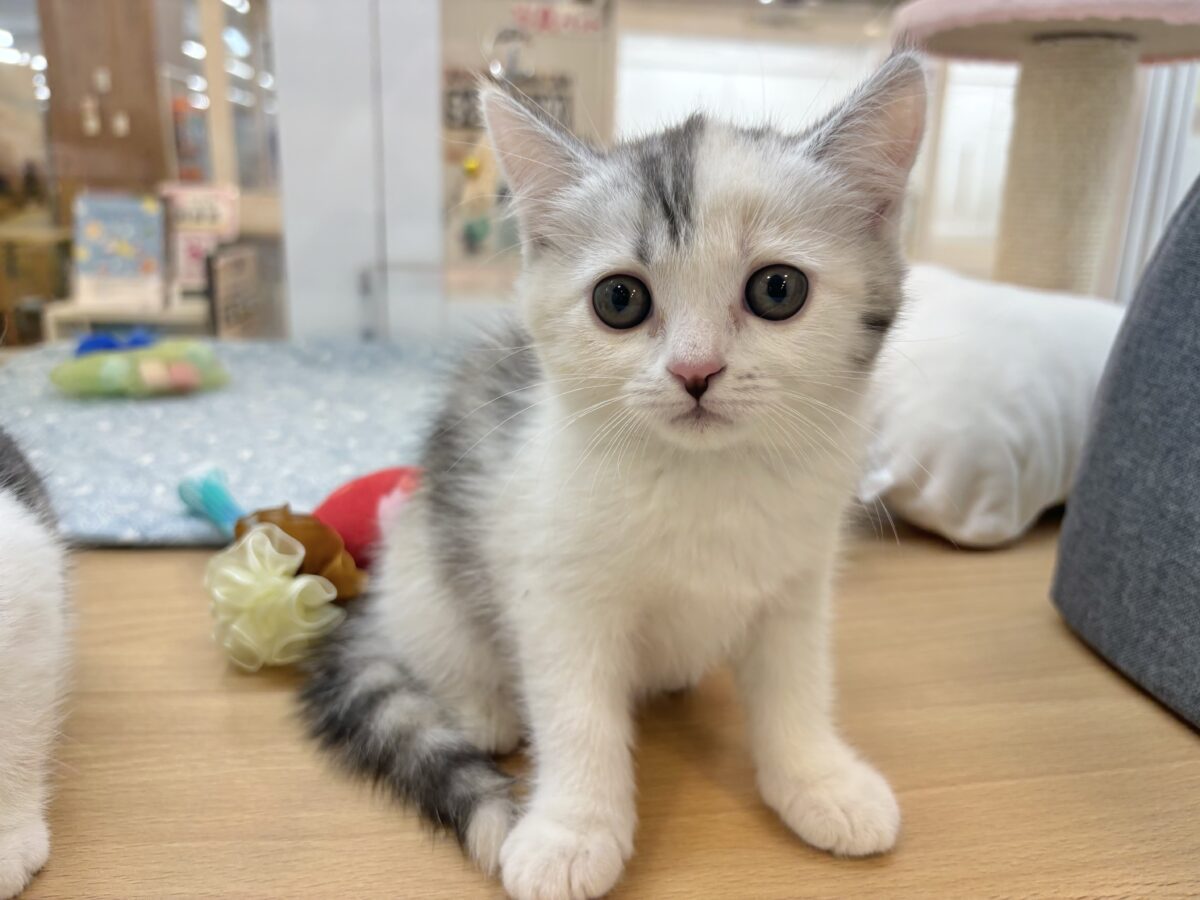 ミックス猫