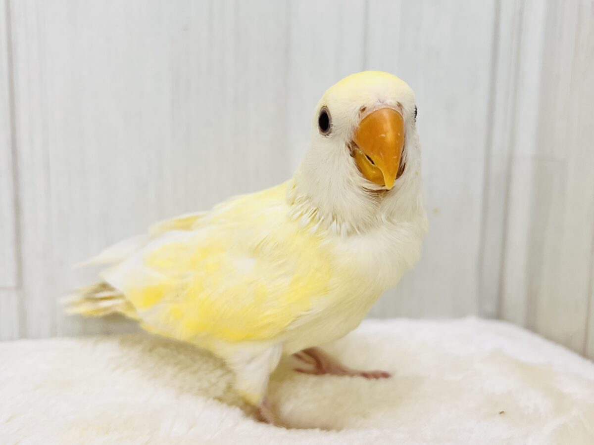 コザクラインコ（小桜インコ）