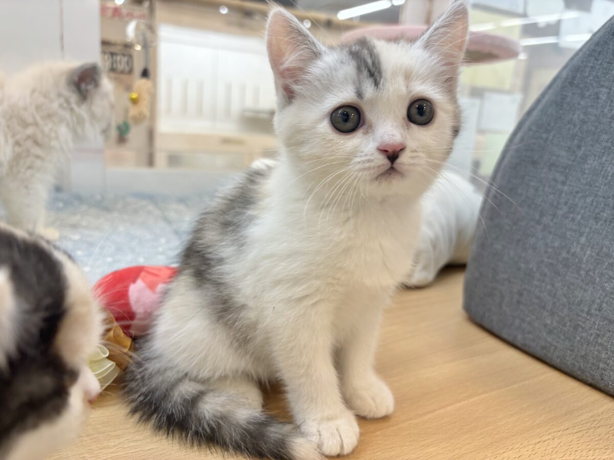 ミックス猫