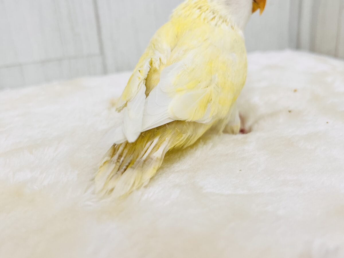 コザクラインコ（小桜インコ）