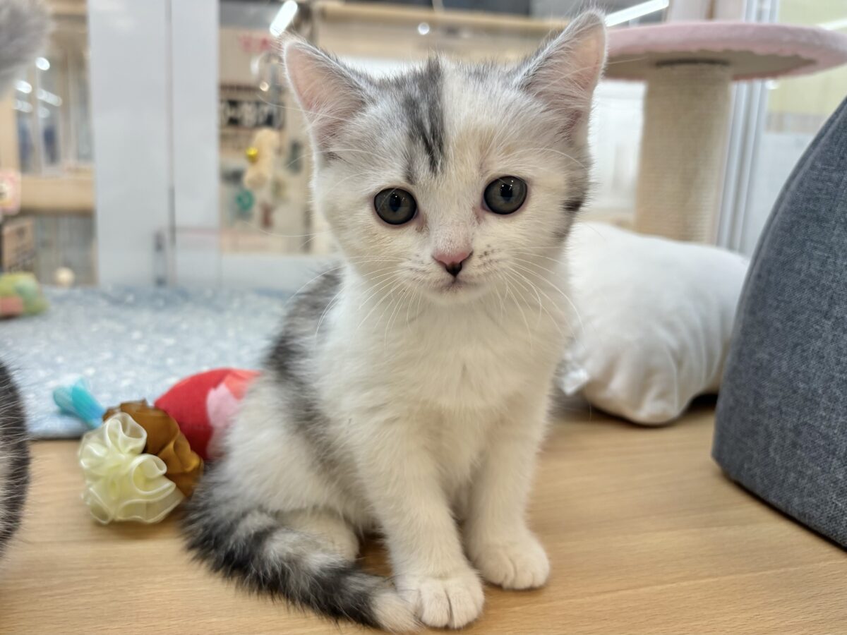 ミックス猫
