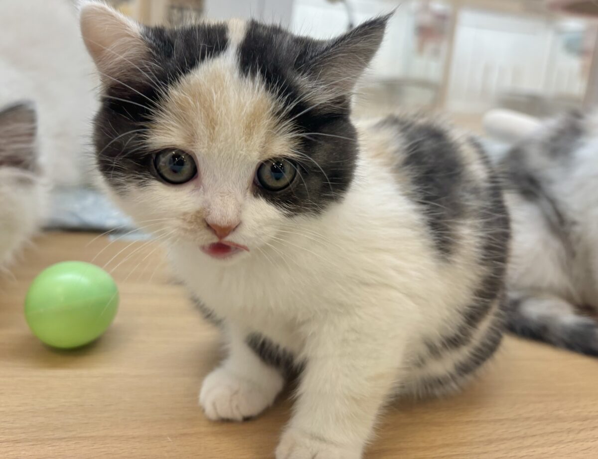 ミックス猫