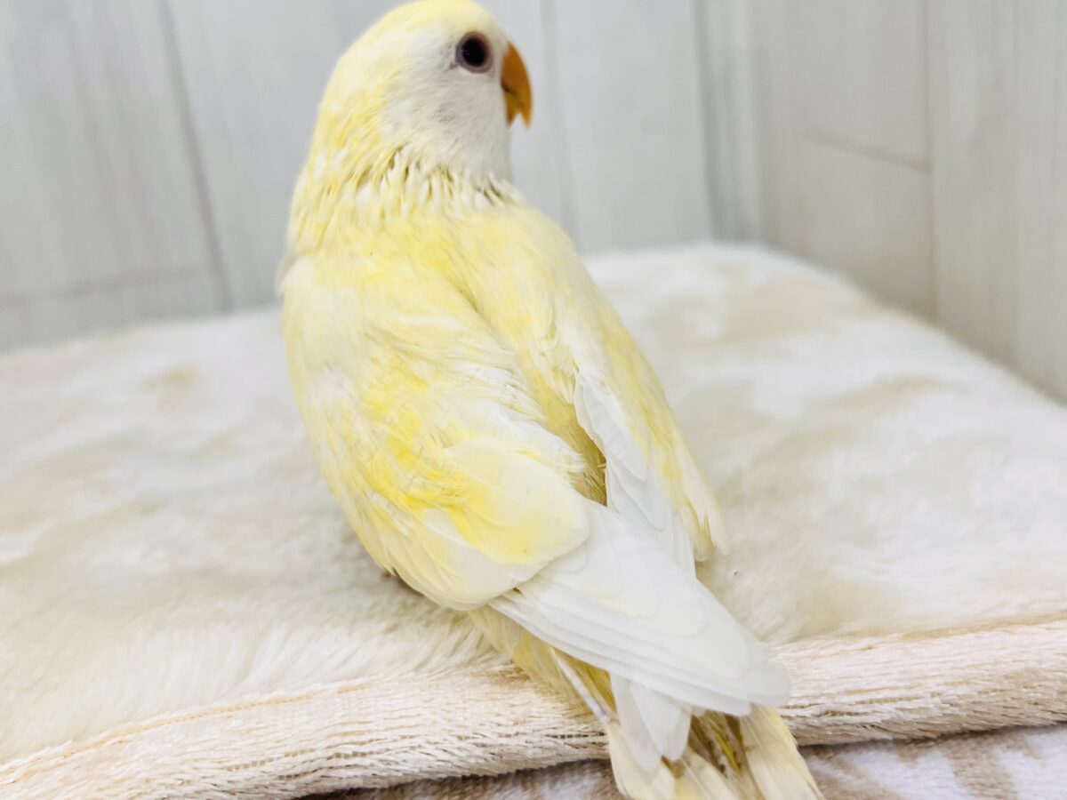 コザクラインコ（小桜インコ）