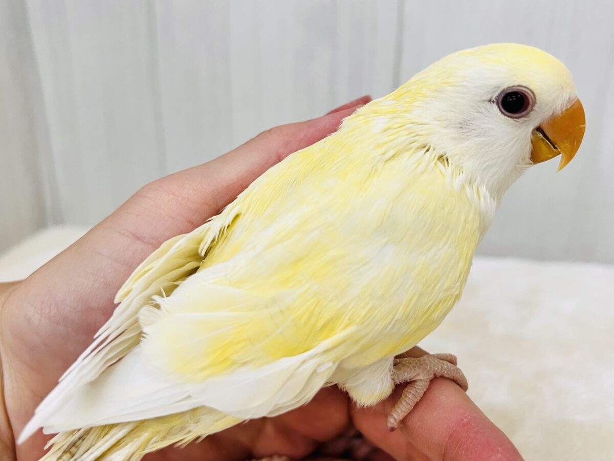 コザクラインコ（小桜インコ）