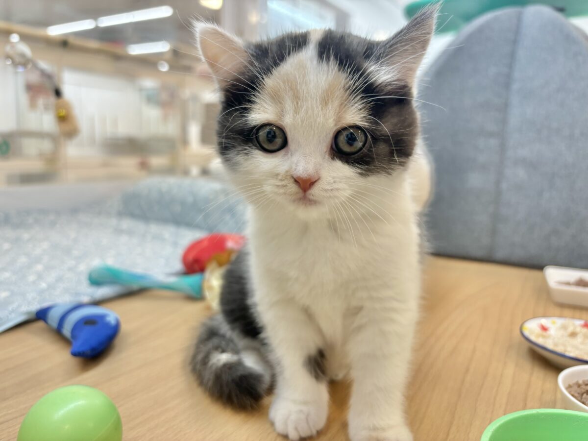 ミックス猫