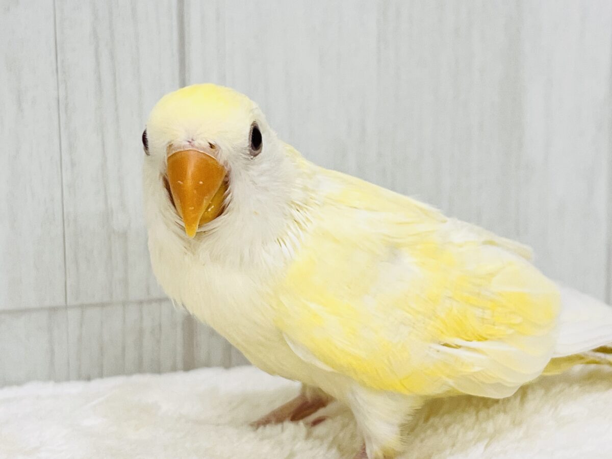 コザクラインコ（小桜インコ）
