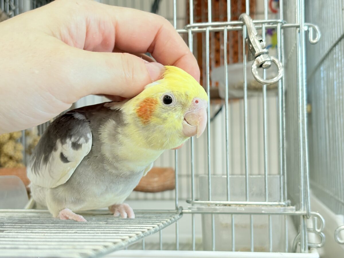 オカメインコ