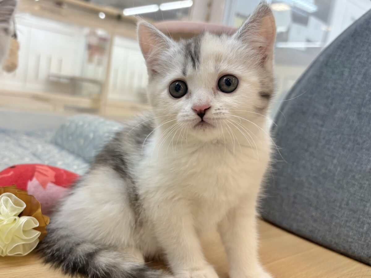 ミックス猫