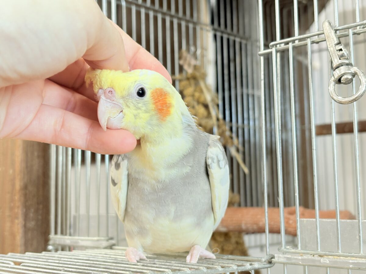 オカメインコ