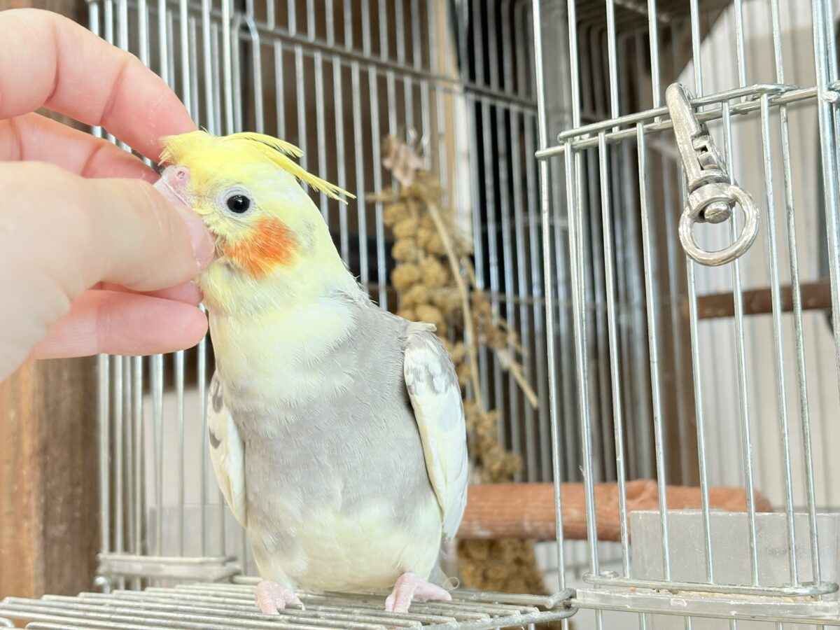 オカメインコ