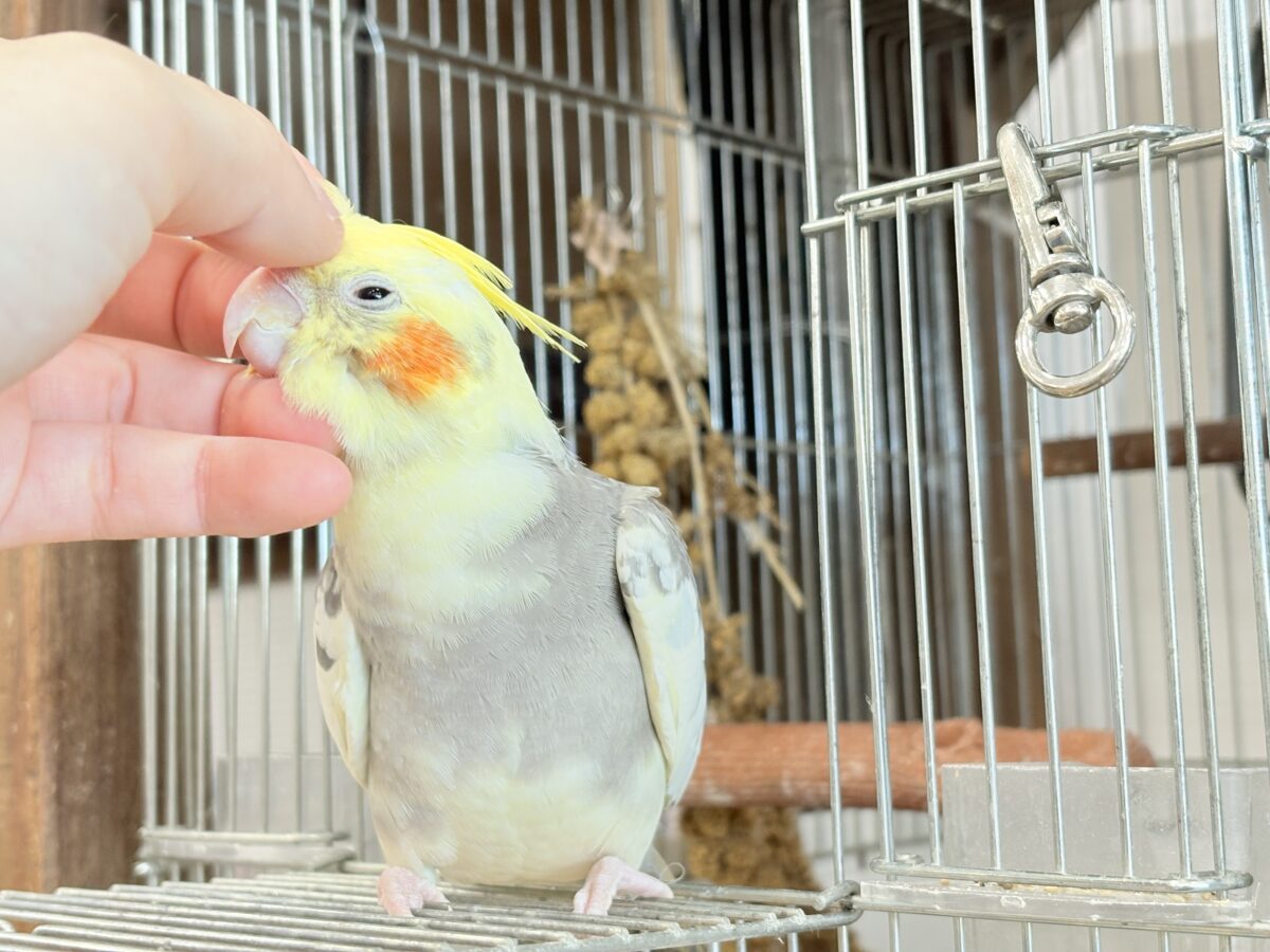 オカメインコ