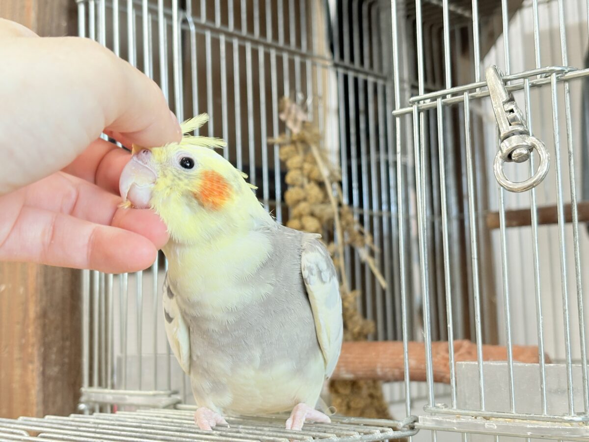 優しいお顔に癒される♬*°オカメインコ(パイド) オカメインコ