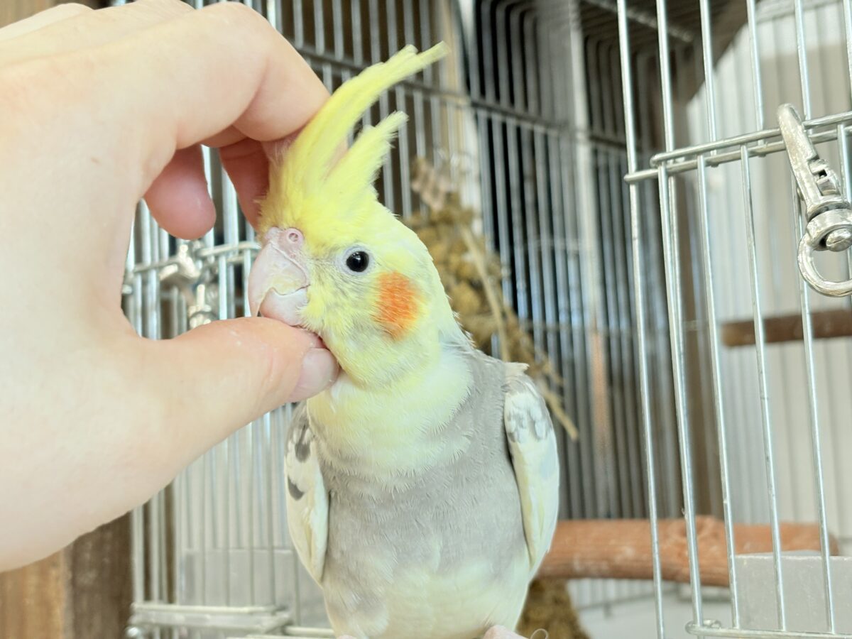 オカメインコ