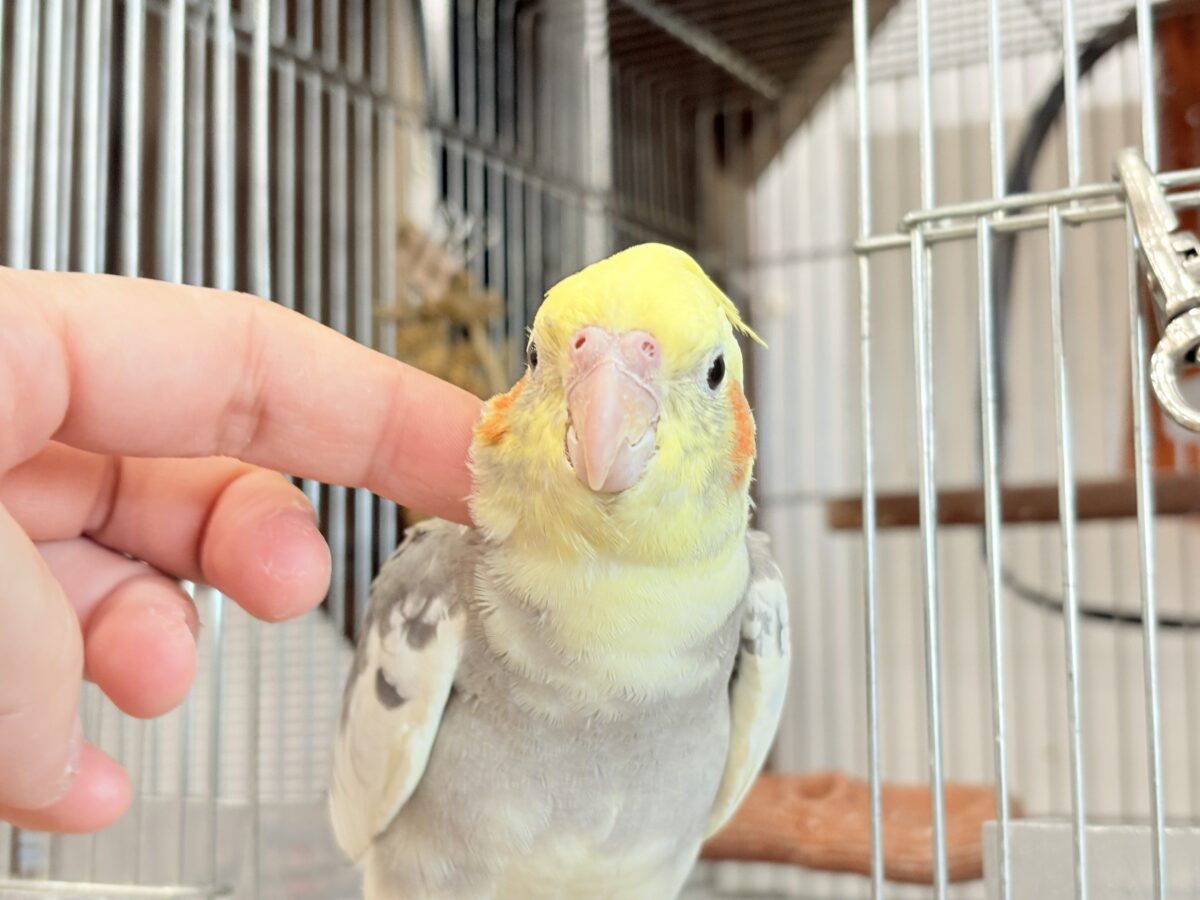 優しいお顔に癒される♬*°オカメインコ(パイド) オカメインコ