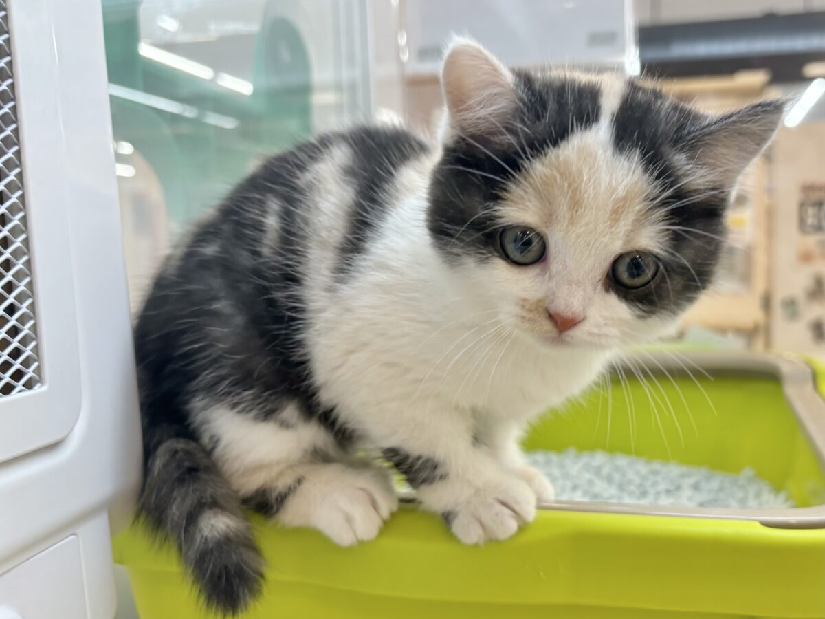 ミックス猫