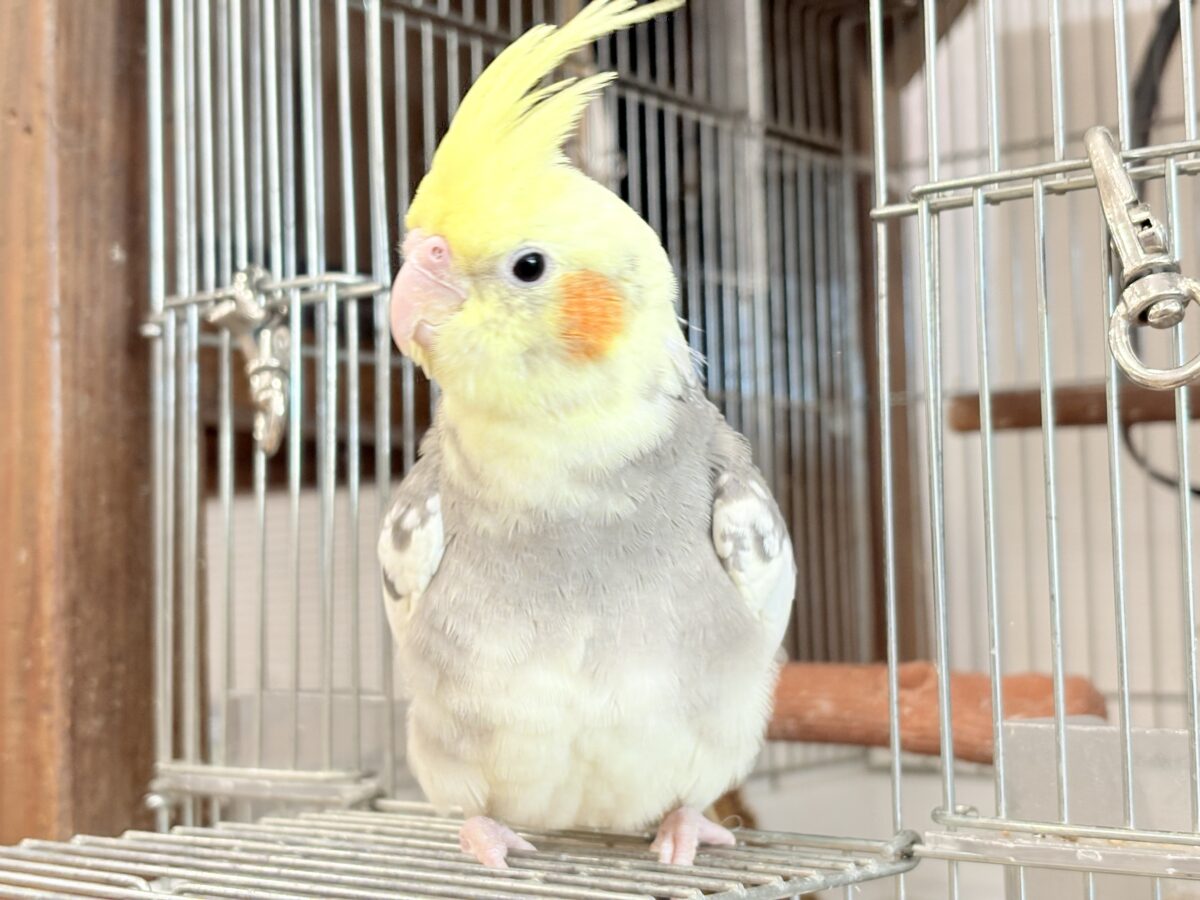 優しいお顔に癒される♬*°オカメインコ(パイド) オカメインコ
