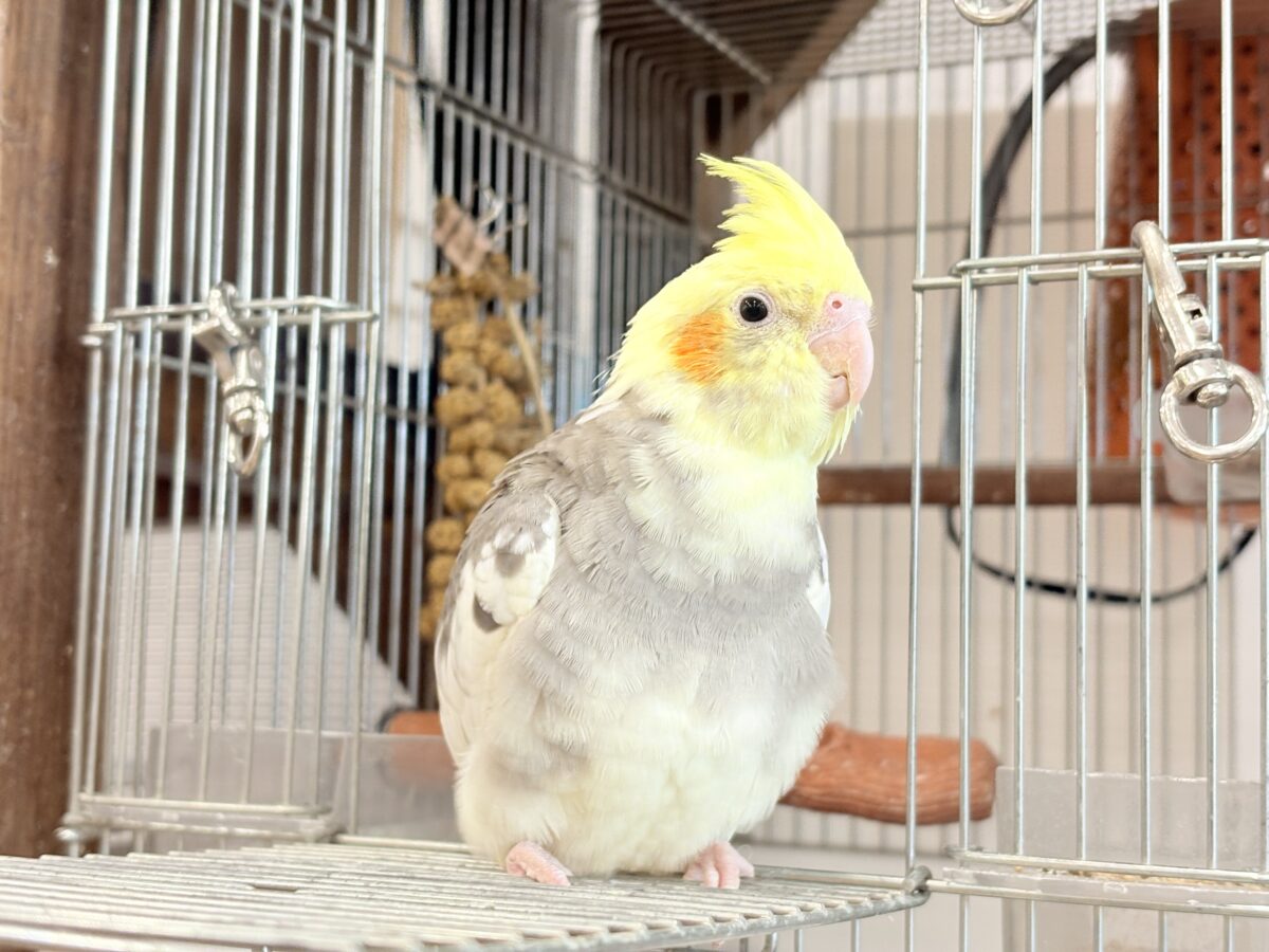 オカメインコ