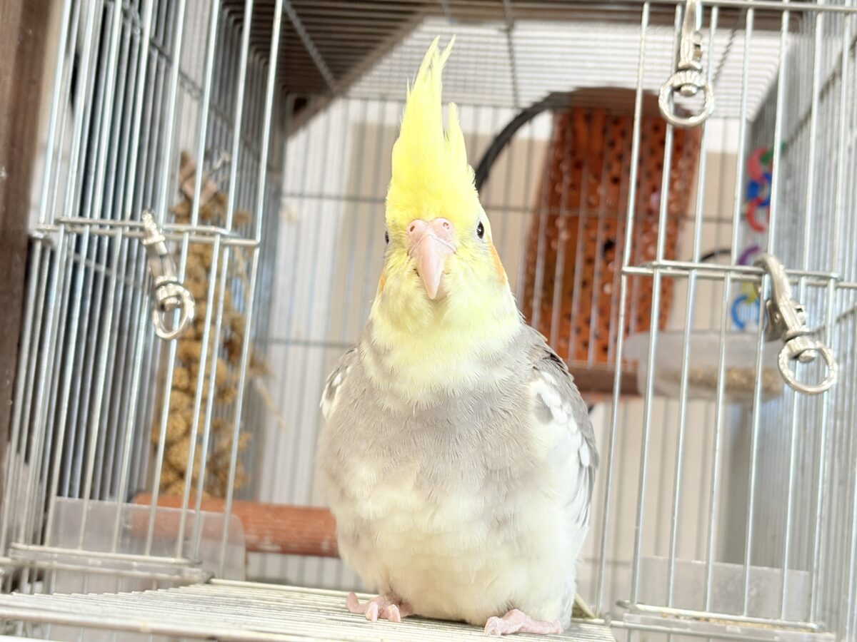 優しいお顔に癒される♬*°オカメインコ(パイド) オカメインコ