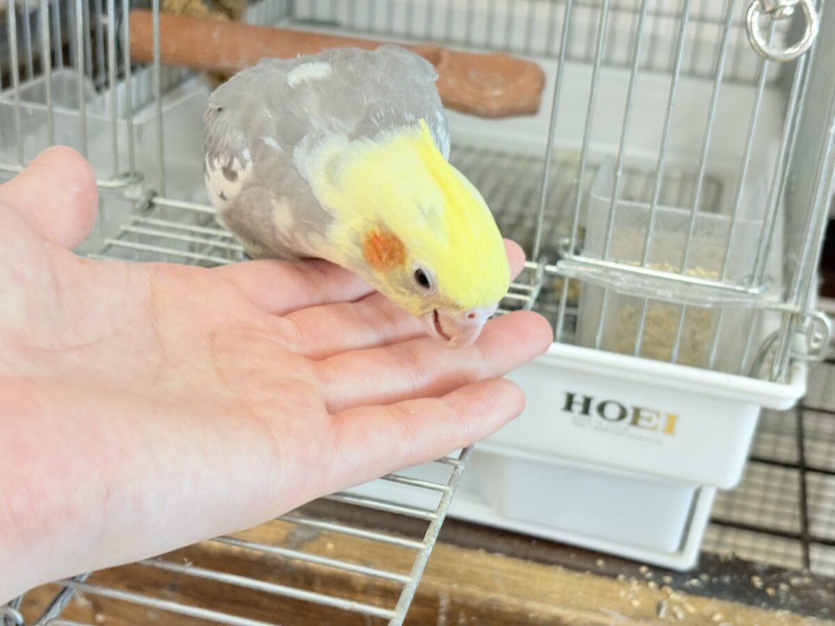 オカメインコ