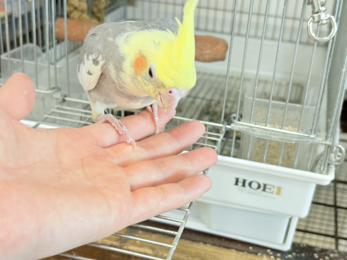 優しいお顔に癒される♬*°オカメインコ(パイド) オカメインコ