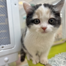 将来は美少女冒険家！？ハーフ猫ちゃん！