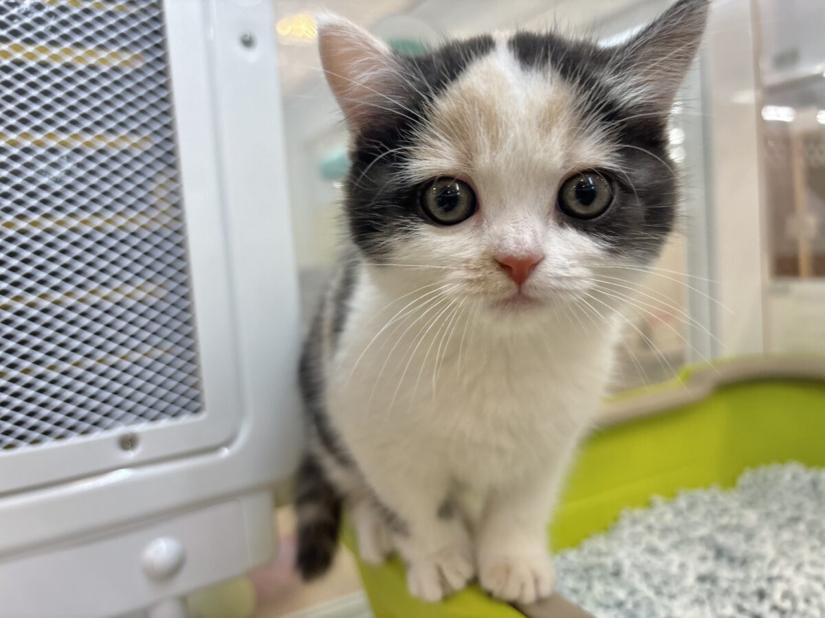 将来は美少女冒険家！？ハーフ猫ちゃん！
