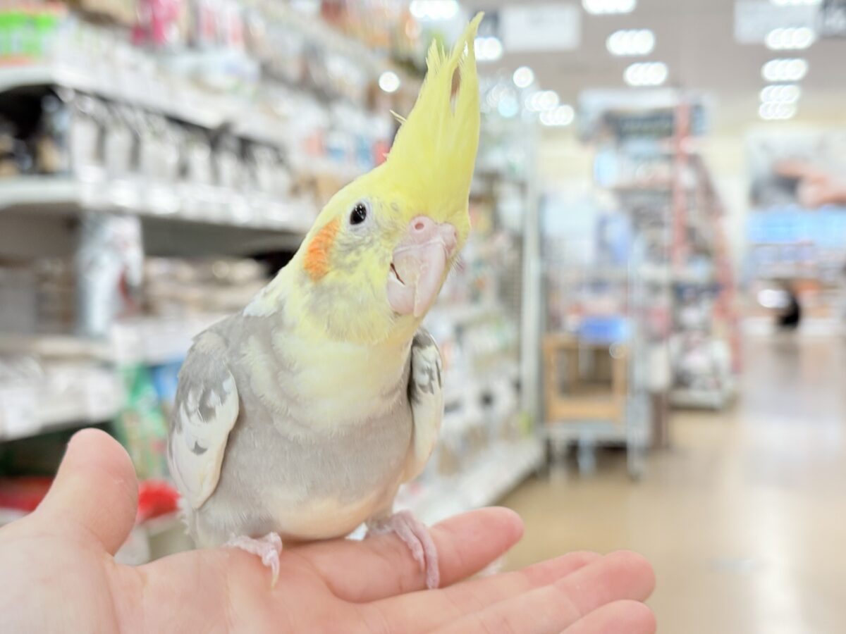 優しいお顔に癒される♬*°オカメインコ(パイド) オカメインコ