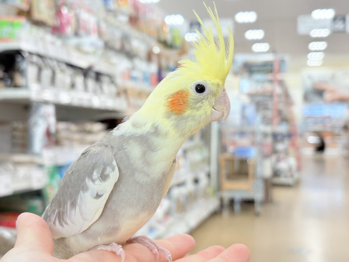 優しいお顔に癒される♬*°オカメインコ(パイド) オカメインコ