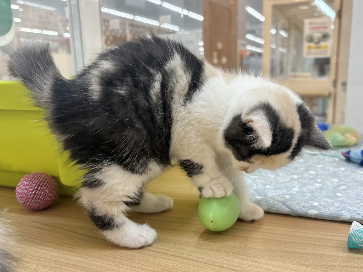 ミックス猫