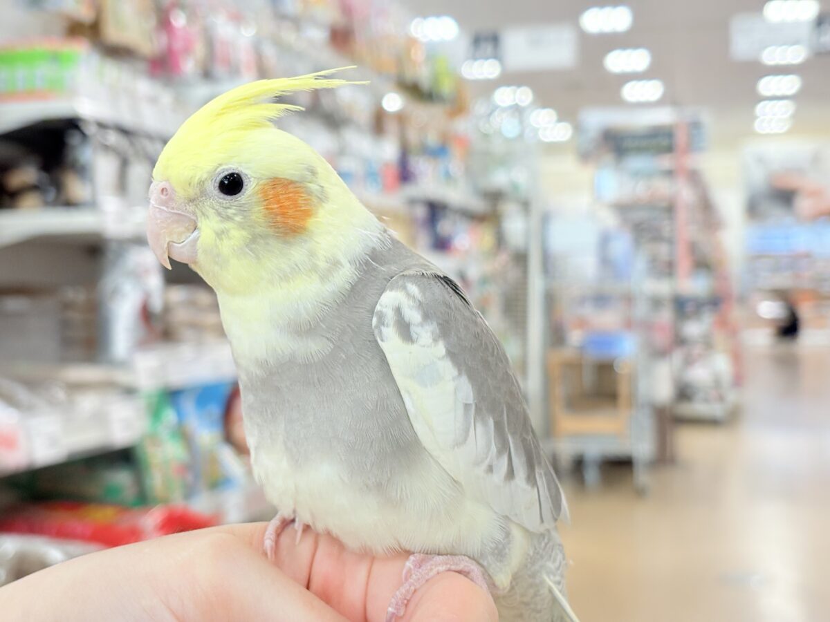 オカメインコ