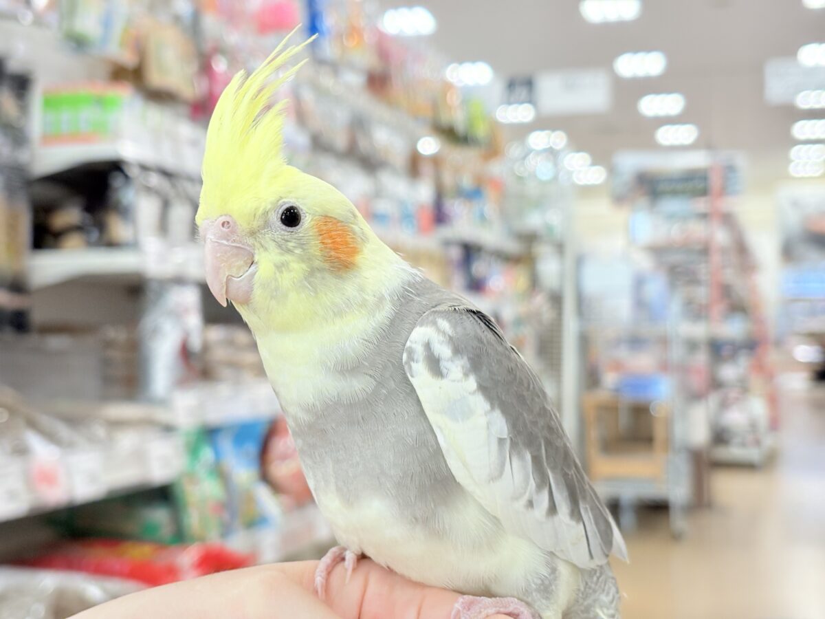オカメインコ