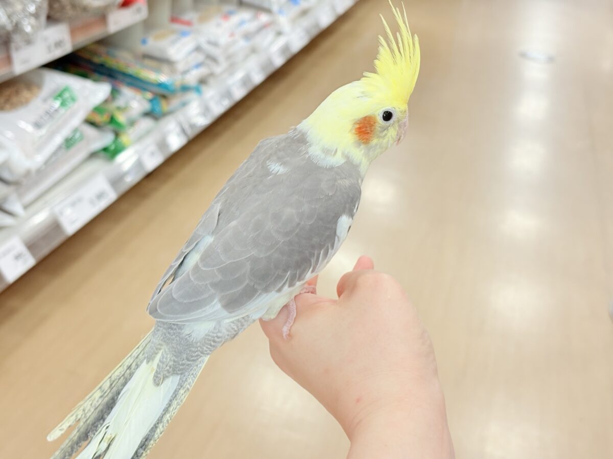 オカメインコ