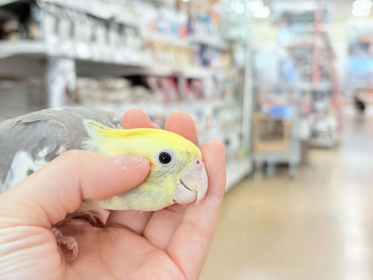優しいお顔に癒される♬*°オカメインコ(パイド) オカメインコ