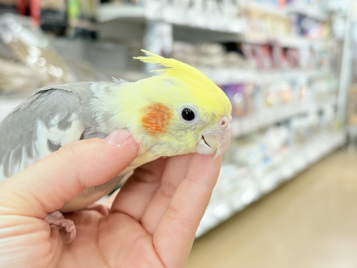 オカメインコ
