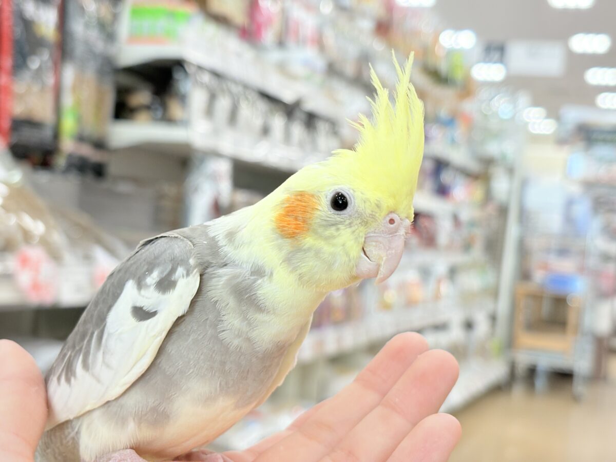 オカメインコ