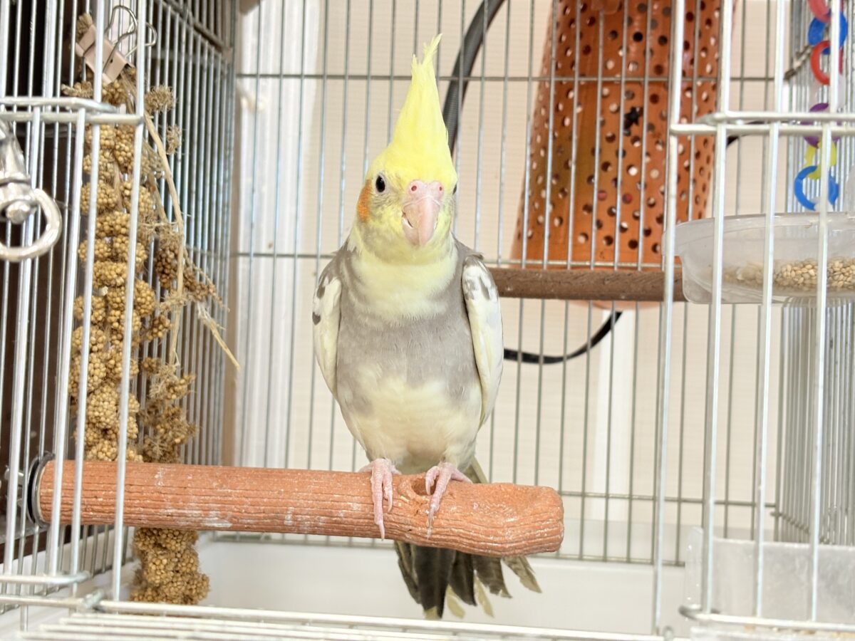 オカメインコ