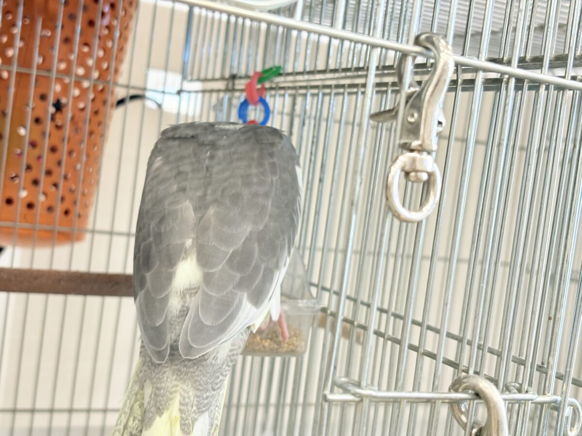 優しいお顔に癒される♬*°オカメインコ(パイド) オカメインコ