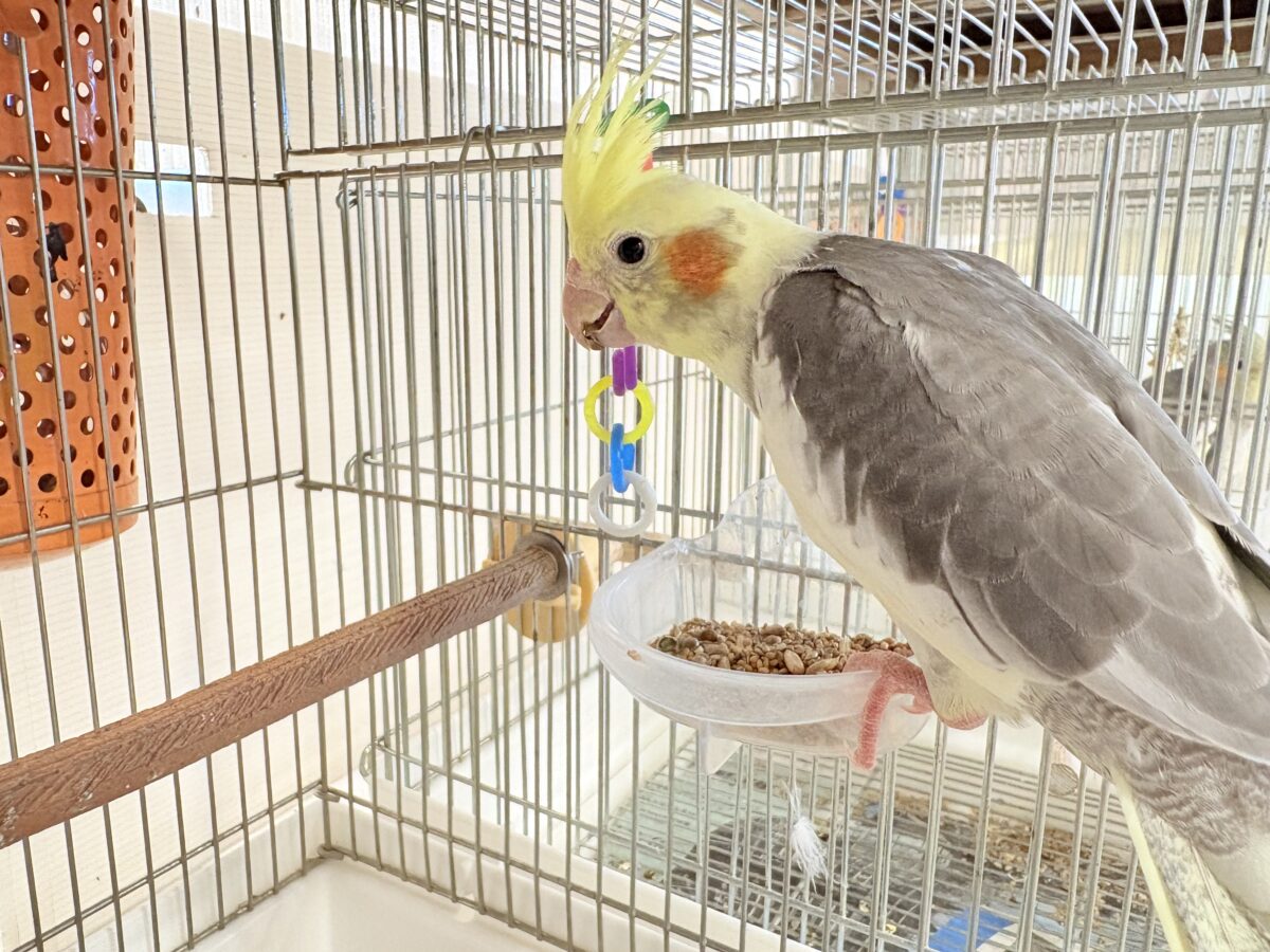 オカメインコ
