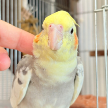 優しいお顔に癒される♬*°オカメインコ(パイド)