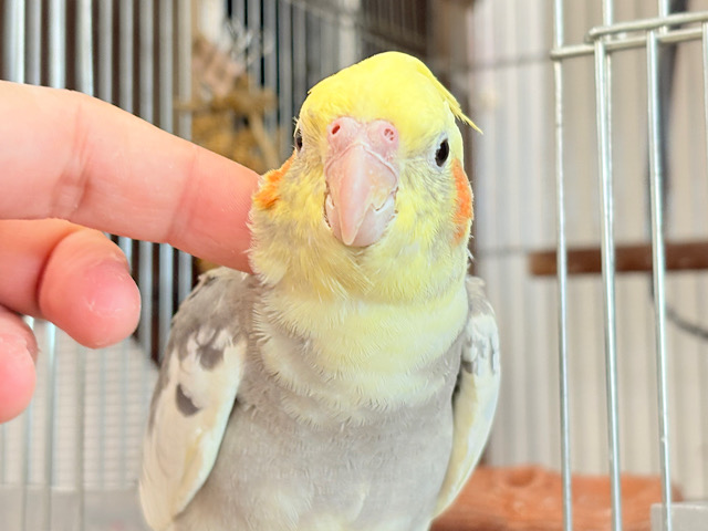 オカメインコ パイド グレー＆イエロー 写真，作品確認用 優しいお顔に癒される♬*°オカメインコ(パイド)