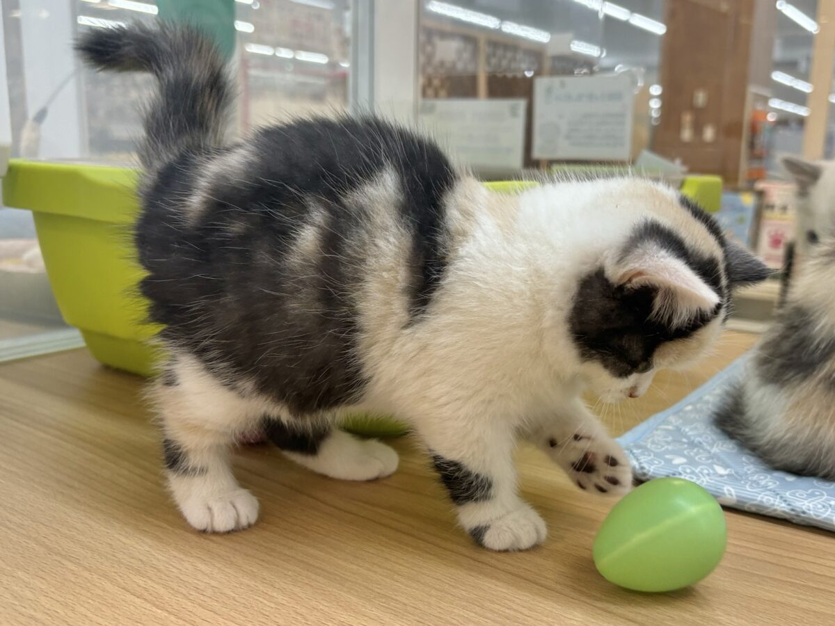 ミックス猫