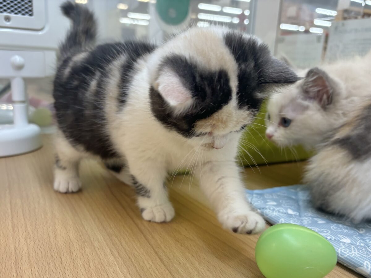 ミックス猫